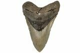 Fossil Megalodon Tooth - North Carolina #199712-1